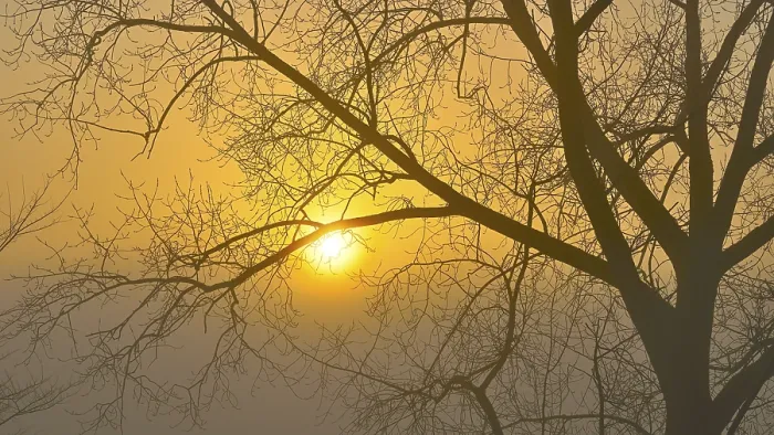 Framed Print : Bare Deciduous Tree Print with Sun and Mist Framed Print : Bare Deciduous Tree Print with Sun and Mist