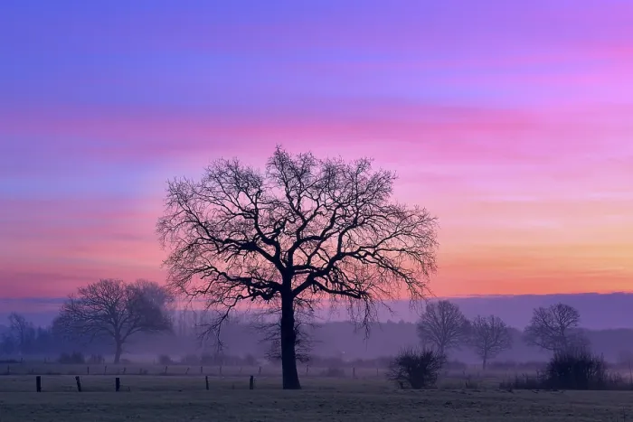 Framed Print : Bare Deciduous Trees Print, Lower Rhine, Germany Framed Print : Bare Deciduous Trees Print, Lower Rhine, Germany