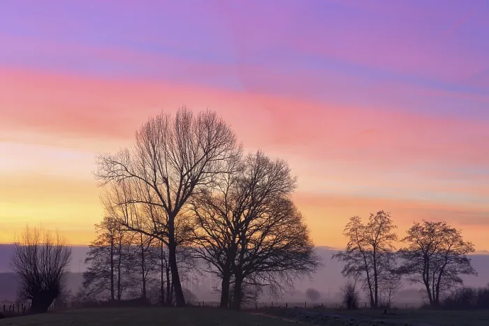 Framed Print : Bare Deciduous Trees in Dawn Print, Lower Rhine, Germany Framed Print : Bare Deciduous Trees in Dawn Print, Lower Rhine, Germany