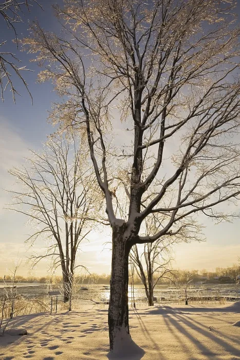 Framed Print : Bare Deciduous Tree Print in Winter, Quebec, Canada Framed Print : Bare Deciduous Tree Print in Winter, Quebec, Canada