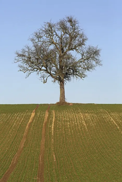 Framed Print : Bare Tree Print Framed Print : Bare Tree Print