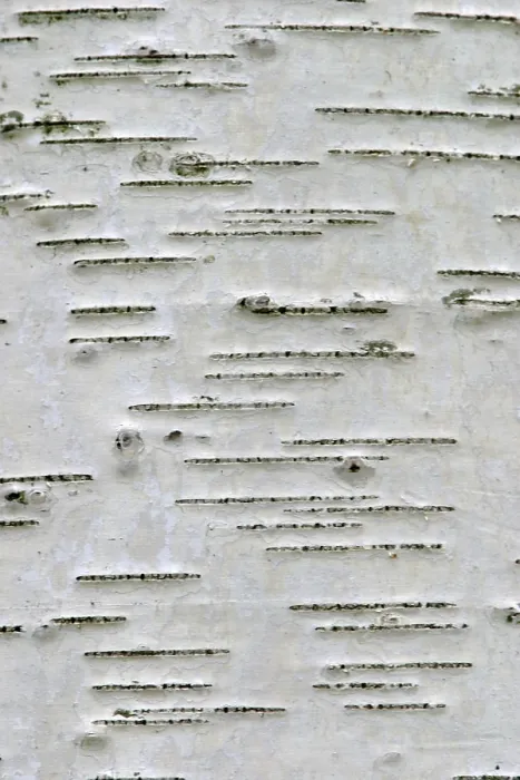Framed Print : Aspen Tree Bark Print Framed Print : Aspen Tree Bark Print