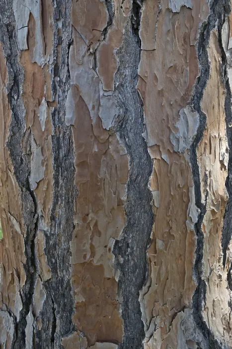 Framed Print : Bark of a Pine Tree Print, Andalusia, Spain Framed Print : Bark of a Pine Tree Print, Andalusia, Spain