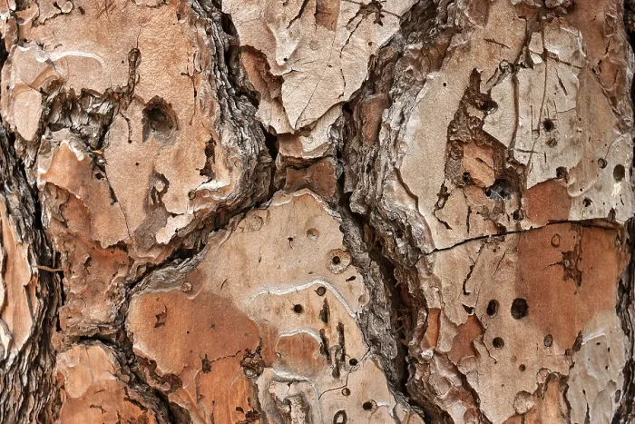 Framed Print : Bark of a Pine Tree Print, La Palma, Canary Islands Framed Print : Bark of a Pine Tree Print, La Palma, Canary Islands