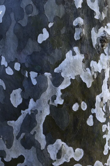 Framed Print : Bark of a plane tree (Platanus) Print Framed Print : Bark of a plane tree (Platanus) Print