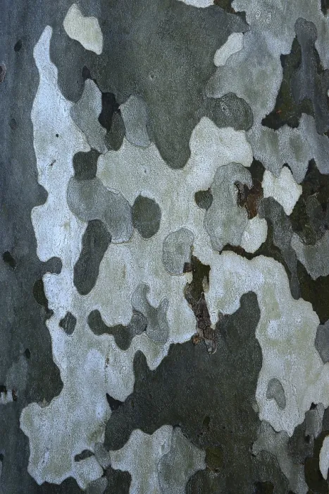 Framed Print : Plane Tree Bark Print Framed Print : Plane Tree Bark Print