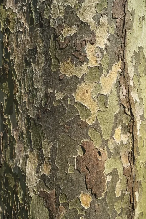 Framed Print : Plane Tree Bark Print, Baden-Wurttemberg, Germany Framed Print : Plane Tree Bark Print, Baden-Wurttemberg, Germany