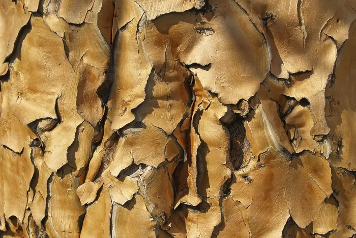 Framed Print : Quiver Tree Bark Print Framed Print : Quiver Tree Bark Print