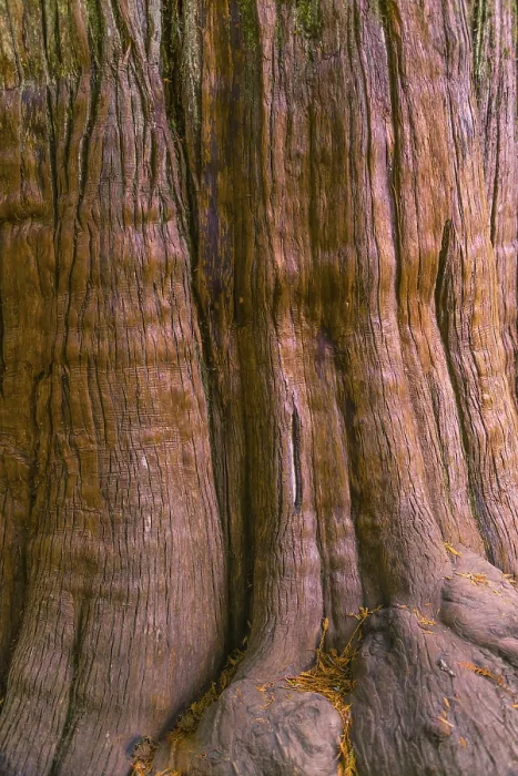 Framed Print : Western Red Cedar Tree Bark Print, Mount Rainier National Park Framed Print : Western Red Cedar Tree Bark Print, Mount Rainier National Park