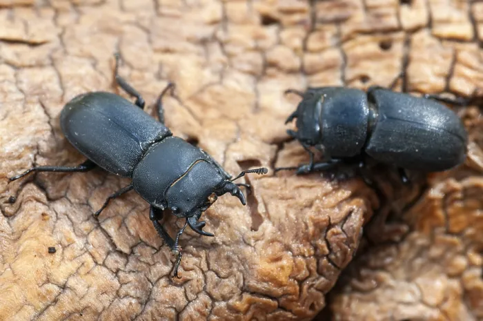 Framed Print : Print of Dorcus parallelipipedus, Lesser Stag Beetle Framed Print : Print of Dorcus parallelipipedus, Lesser Stag Beetle