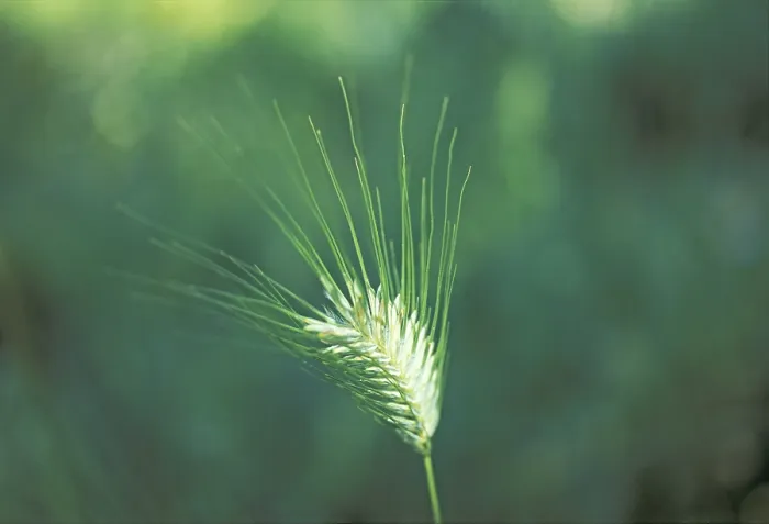 Framed Print : Barley Barley Print by imageBROKER Framed Print : Barley Barley Print by imageBROKER
