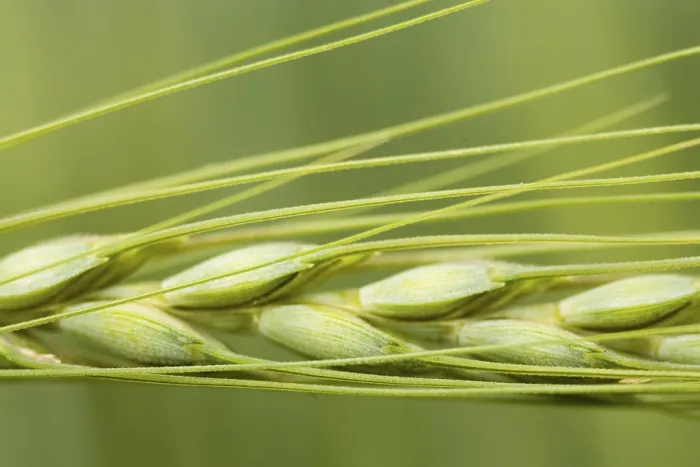 Framed Print : Barley Barley Print by imageBROKER Framed Print : Barley Barley Print by imageBROKER