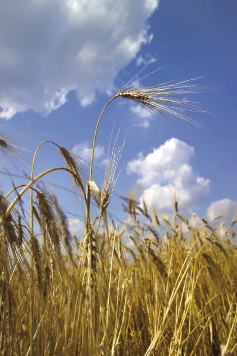Framed Print : Golden Barley Field Print Framed Print : Golden Barley Field Print