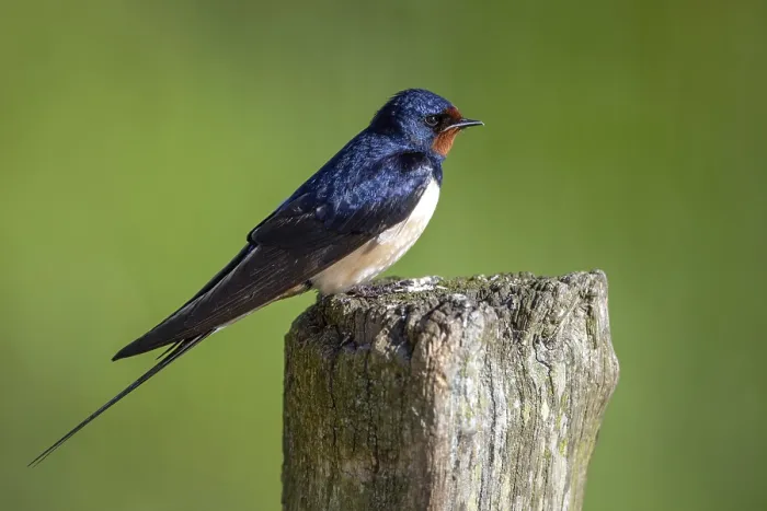 Framed Print : Barn Swallow Print from ImageBROKER