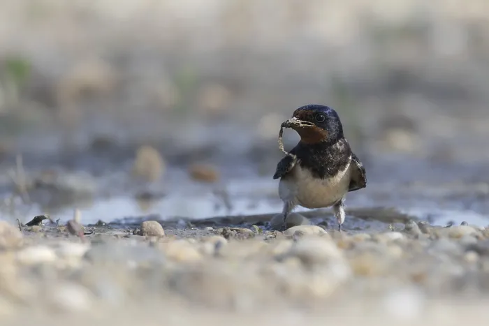 Framed Print : Barn Swallow Collecting Nesting Material Print Framed Print : Barn Swallow Collecting Nesting Material Print