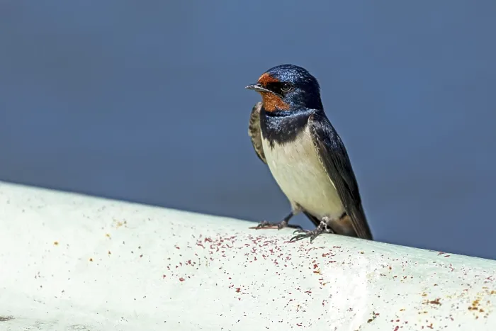 Framed Print : Barn Swallow Print, Prerow Harbour, Germany Framed Print : Barn Swallow Print, Prerow Harbour, Germany
