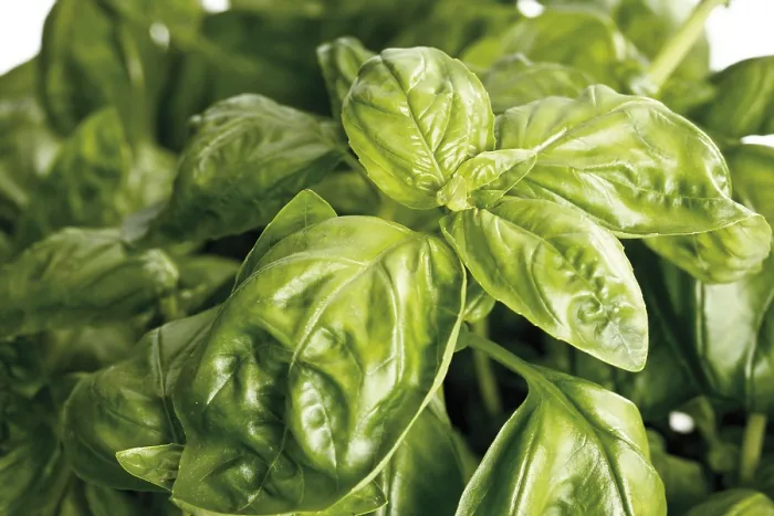 Framed Print : Basil Print by imageBROKER Framed Print : Basil Print by imageBROKER