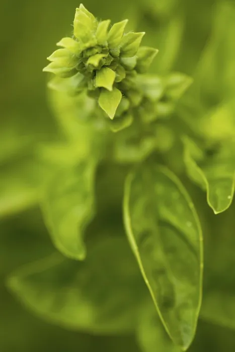 Framed Print : Basil in Bloom Print Framed Print : Basil in Bloom Print