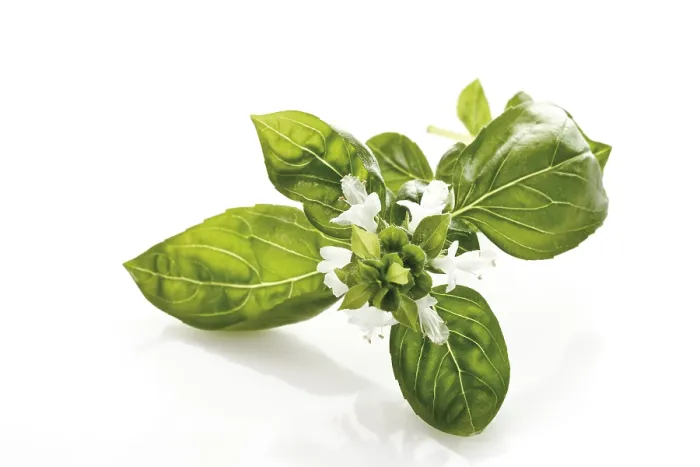 Framed Print : Basil Blossom Print Framed Print : Basil Blossom Print