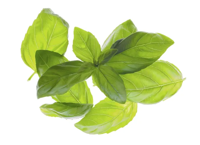 Framed Print : Several Basil Leaves Print Framed Print : Several Basil Leaves Print