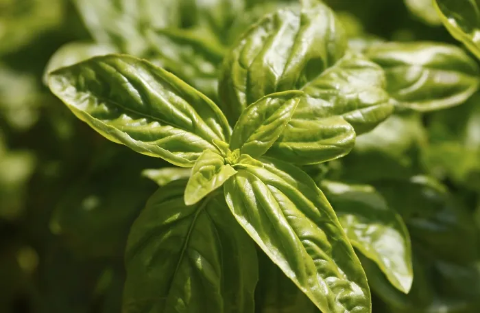 Framed Print : Basil (Ocimum basilicum) Print Framed Print : Basil (Ocimum basilicum) Print