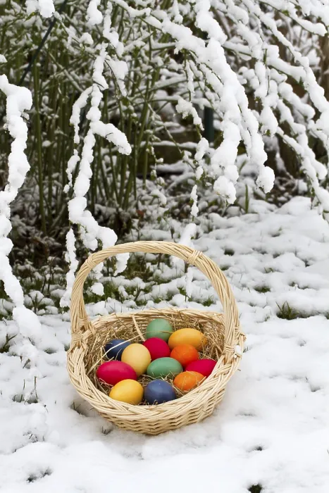 Framed Print : Colourful Easter Eggs in Snow Print Framed Print : Colourful Easter Eggs in Snow Print