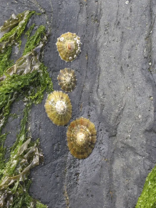 Framed Print : On the Beach: Print of Shells on Stone at Low Tide Framed Print : On the Beach: Print of Shells on Stone at Low Tide