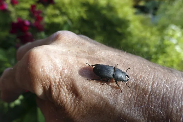 Framed Print : Beamed Shag Print, Weilerswist, Germany Framed Print : Beamed Shag Print, Weilerswist, Germany