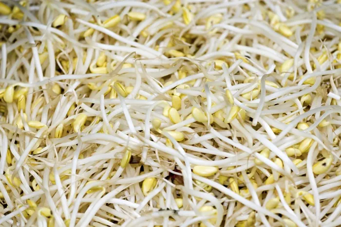 Framed Print : Bean Sprouts Print Framed Print : Bean Sprouts Print