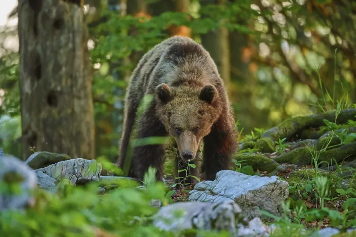 Framed Print : European Brown Bear Print at Dusk