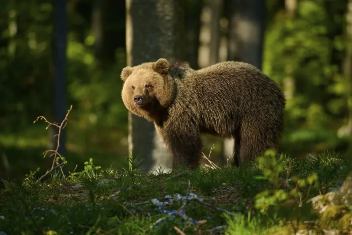 Framed Print : European Brown Bear in Forest Sunlight Print
