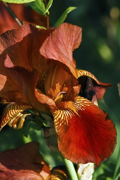 Framed Print : Bearded Iris Print from imageBROKER Framed Print : Bearded Iris Print from imageBROKER