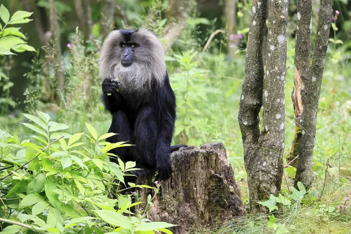 Framed Print : Bearded Macaque Print - India Framed Print : Bearded Macaque Print - India