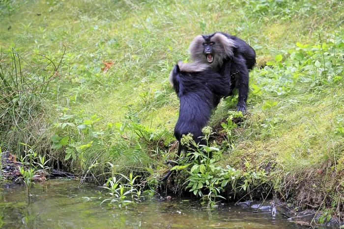 Framed Print : Bearded Macaque Print - Fighting Pair by Water, India Framed Print : Bearded Macaque Print - Fighting Pair by Water, India