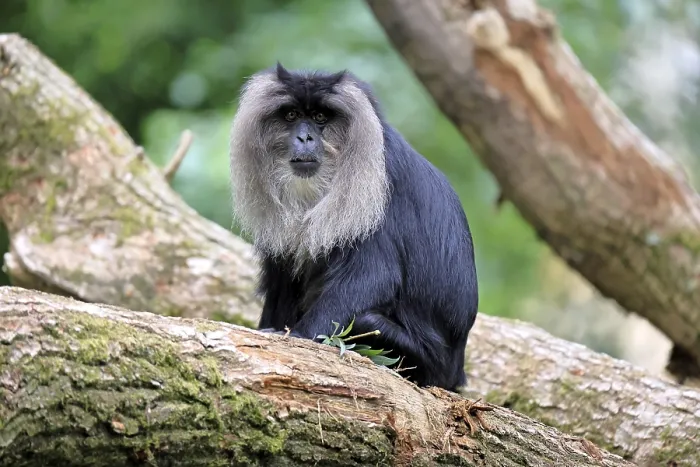 Framed Print : Bearded Macaque Print, India Framed Print : Bearded Macaque Print, India