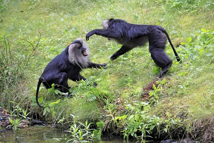 Framed Print : Bearded Macaque Print, India Framed Print : Bearded Macaque Print, India