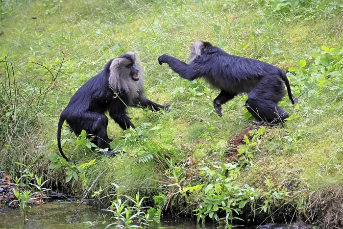 Framed Print : Bearded Macaque Print - Fighting at Indian Water's Edge Framed Print : Bearded Macaque Print - Fighting at Indian Water's Edge