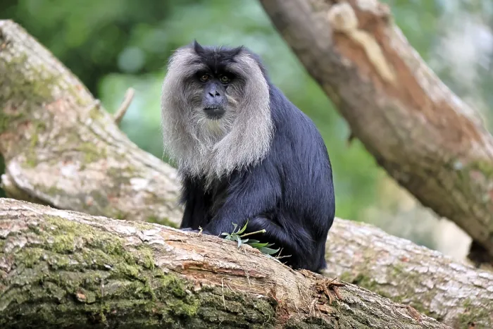 Framed Print : Bearded Macaque Print - India
