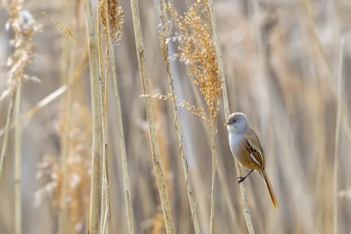 Framed Print : Bearded Reedling Print - Adult Female in Spring Wetland Framed Print : Bearded Reedling Print - Adult Female in Spring Wetland