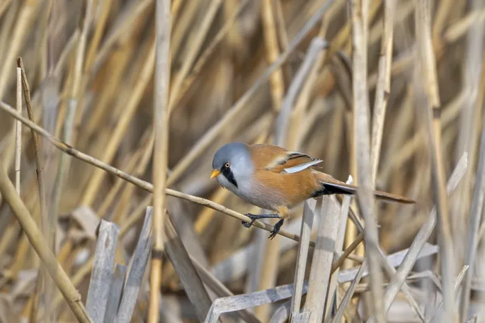 Framed Print : Bearded Reedling Print - Adult Male Foraging in Wetland Framed Print : Bearded Reedling Print - Adult Male Foraging in Wetland