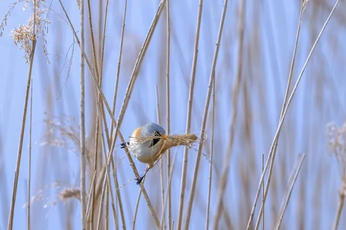 Framed Print : Bearded Reedling Print - Male Collecting Nesting Material Framed Print : Bearded Reedling Print - Male Collecting Nesting Material