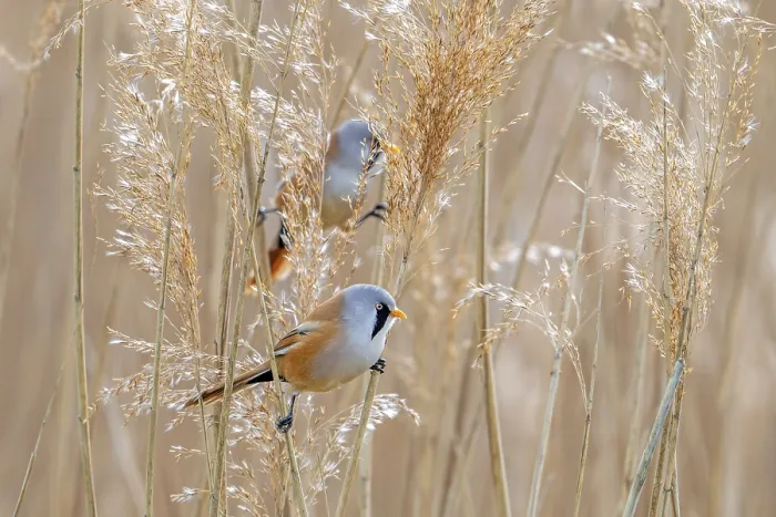 Framed Print : Two Bearded Reedlings Print - Spring Foraging Framed Print : Two Bearded Reedlings Print - Spring Foraging