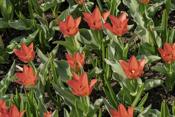 Framed Print : Red Tulips in Full Bloom Print Framed Print : Red Tulips in Full Bloom Print