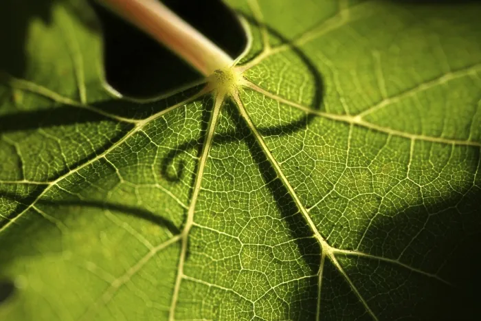 Framed Print : Beautiful Backlit Grape Leaf Print Framed Print : Beautiful Backlit Grape Leaf Print