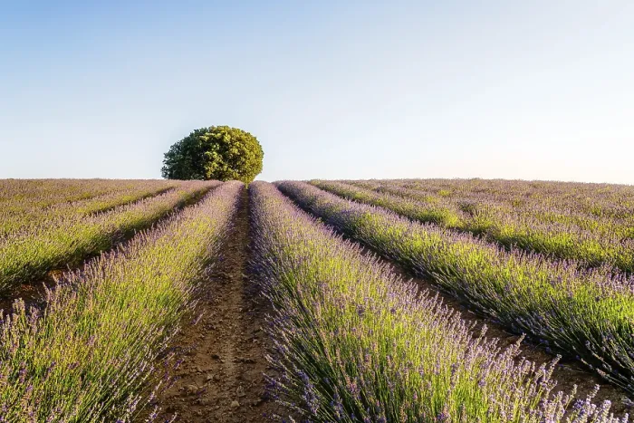Framed Print : Beautiful Lavender Fields Summer Sunset Print Framed Print : Beautiful Lavender Fields Summer Sunset Print