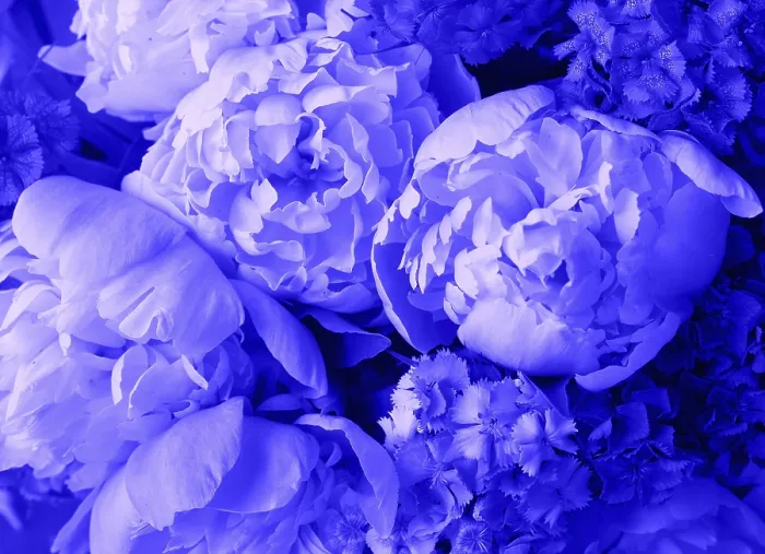Framed Print : Beautiful Spring Print - Close Up of Blue Peony Flower