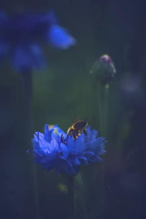 Framed Print : Bee in a Cornflower Print