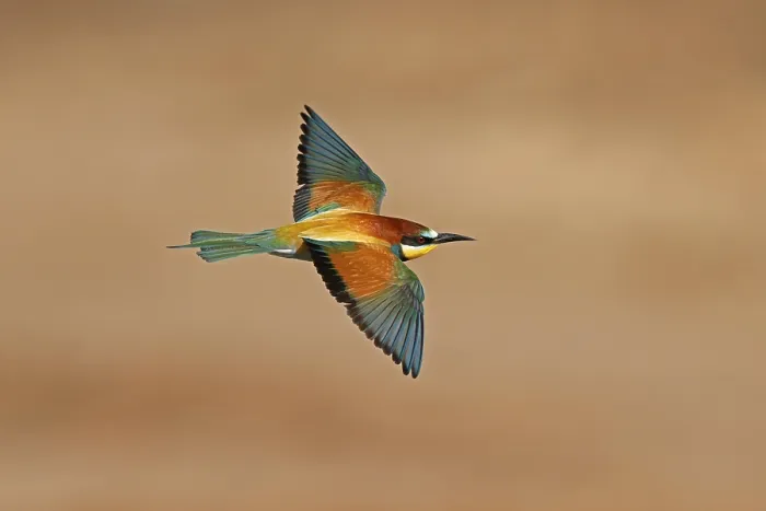 Framed Print : Bee-eater (Merops apiaster) in Flight Print, Germany Framed Print : Bee-eater (Merops apiaster) in Flight Print, Germany