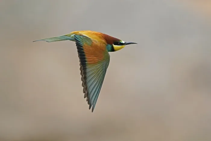 Framed Print : Bee-eater (Merops apiaster) in Flight Print Framed Print : Bee-eater (Merops apiaster) in Flight Print