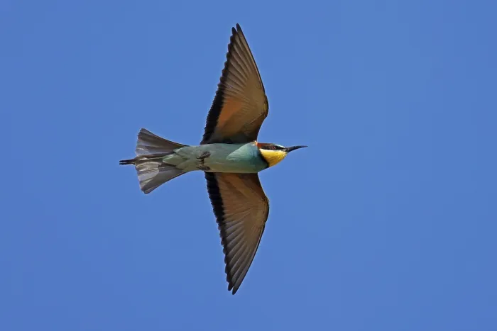 Framed Print : Bee-eater (Merops apiaster) in Flight Print, Germany Framed Print : Bee-eater (Merops apiaster) in Flight Print, Germany